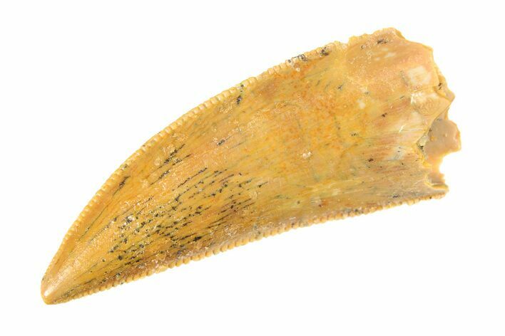 Serrated, Raptor Tooth - Real Dinosaur Tooth #295721